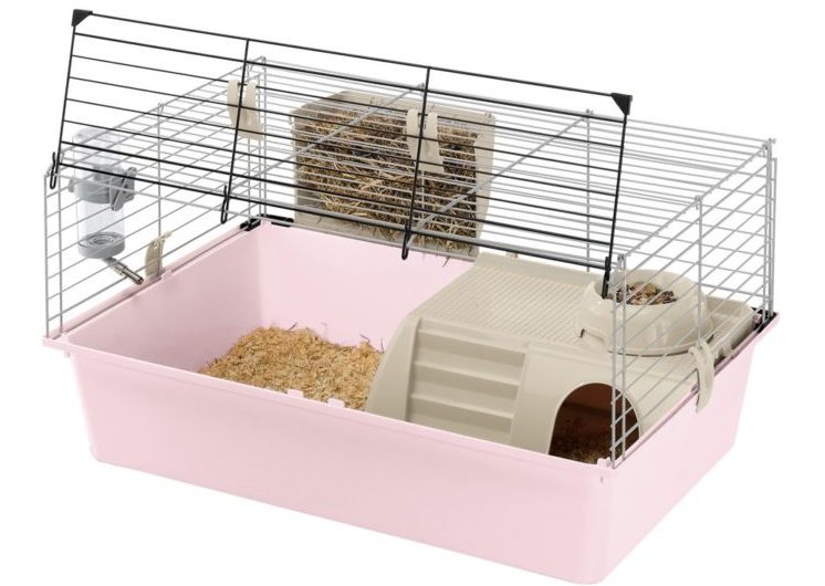 Грызуны: список видов с названиями