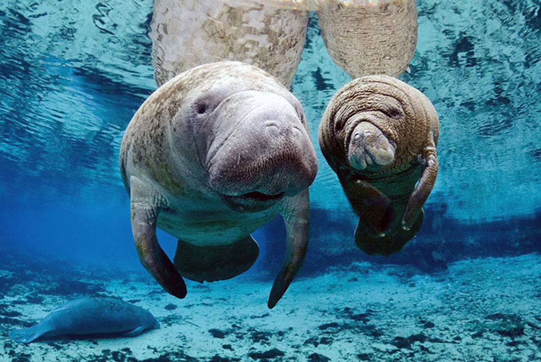 Морские млекопитающие