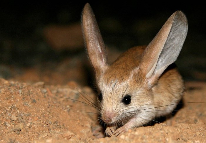 Грызуны: список видов с названиями