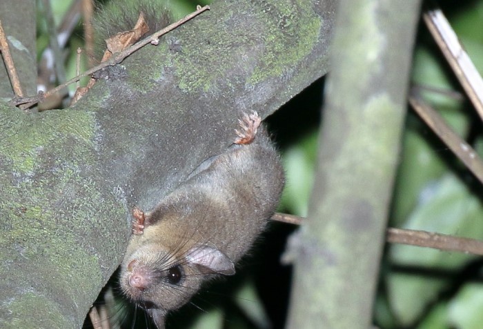 Грызуны: список видов с названиями