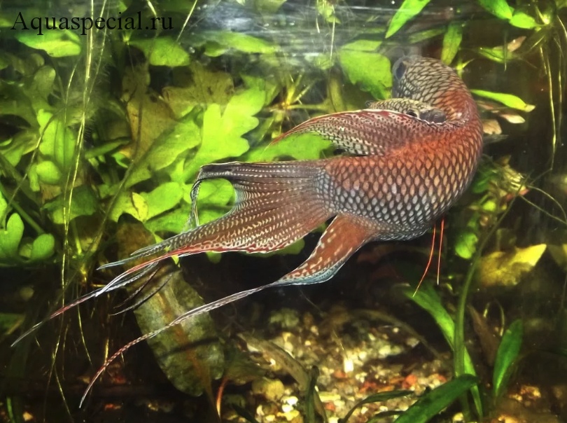 Красноспинный макропод