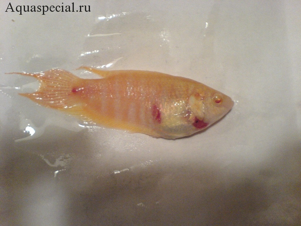 У рыбы есть глисты. У рыбы есть глисты. У рыбы есть глисты. У рыбы есть глисты. Глисты у рыбок аквариумных.