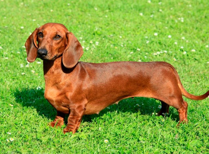 Гладкошерстная такса