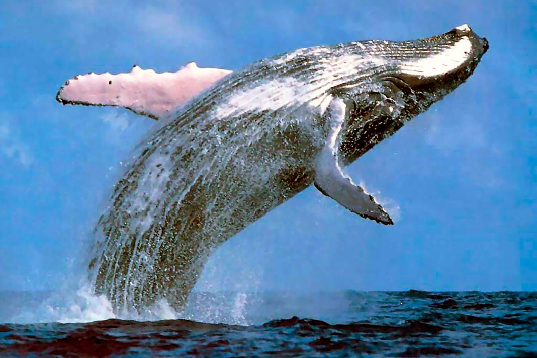 морские млекопитающие