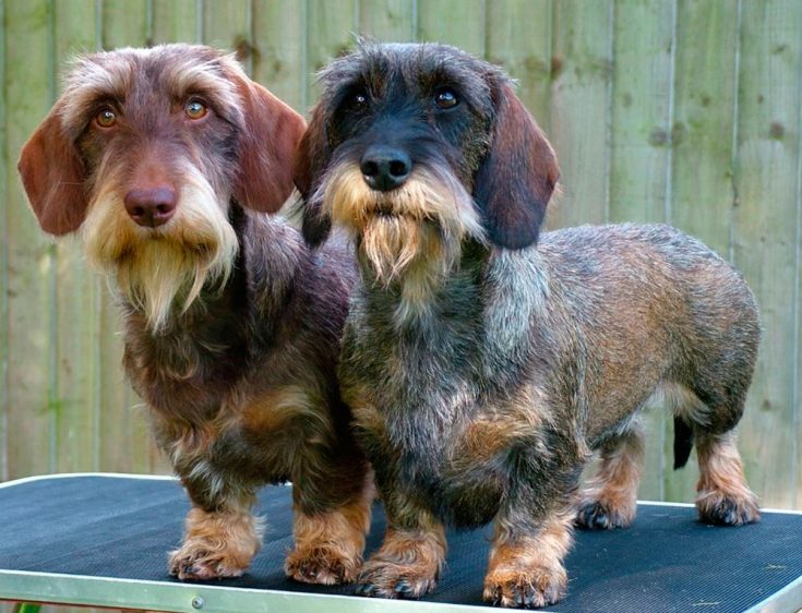 Жесткошерстная такса