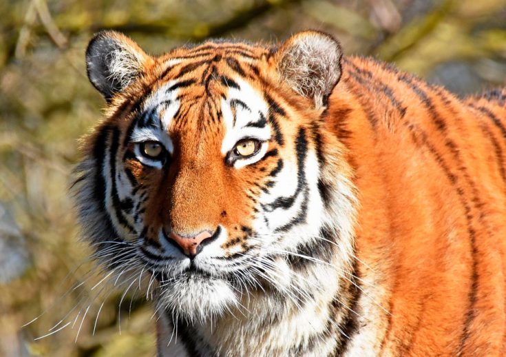 Статус популяции и вида