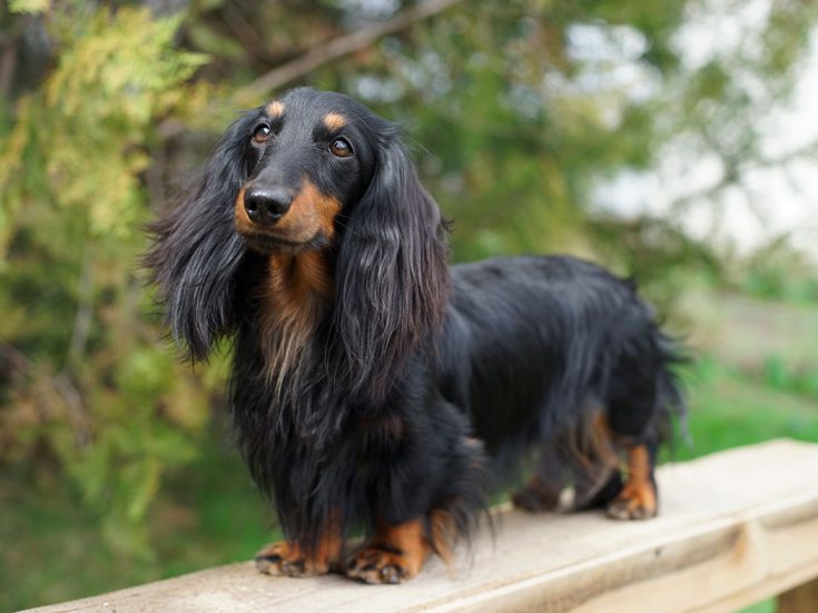 Длинношерстная такса