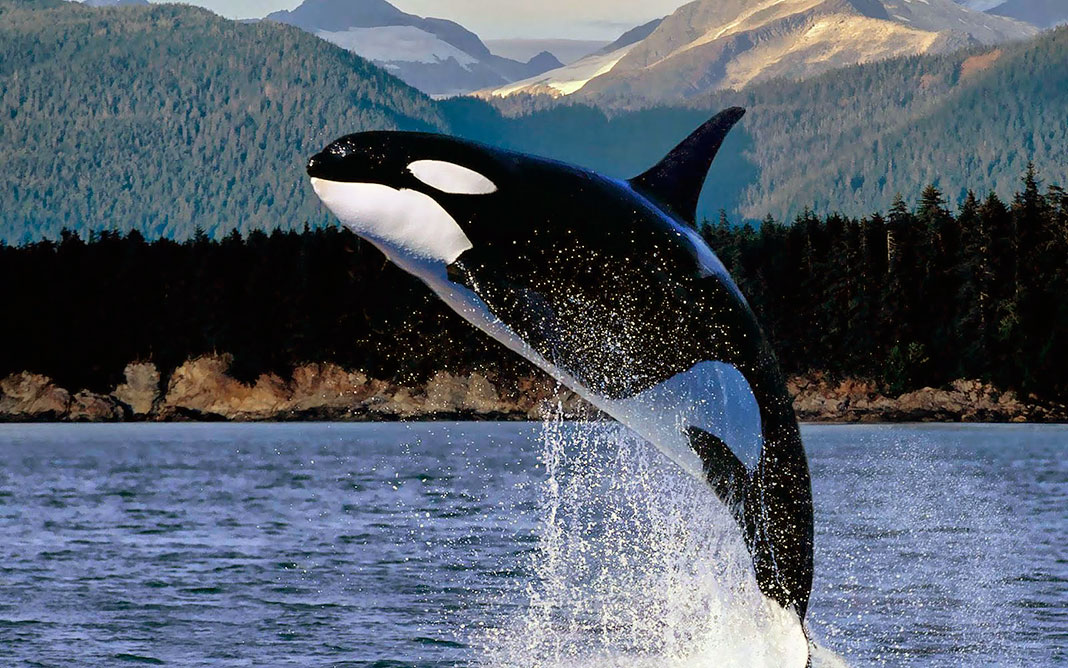 морские млекопитающие