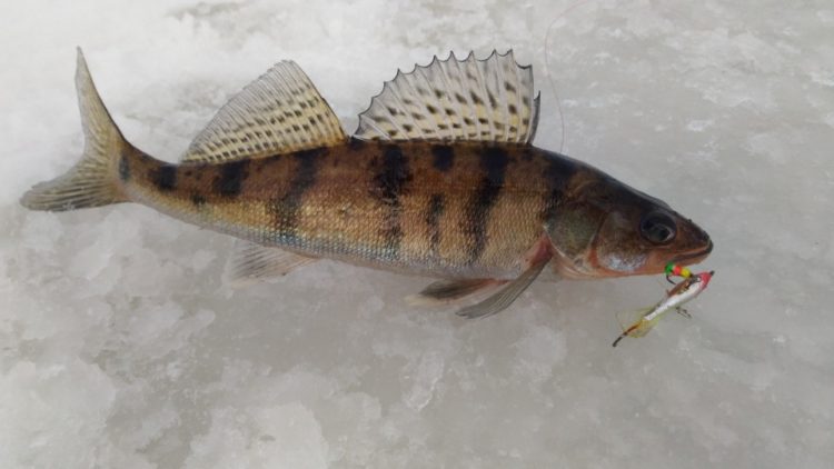 Берш: окрас рыбы, отличия от окуня и судака, техника ловли на спиннинг, удочкой, донкой, поведенческие черты и места обитания