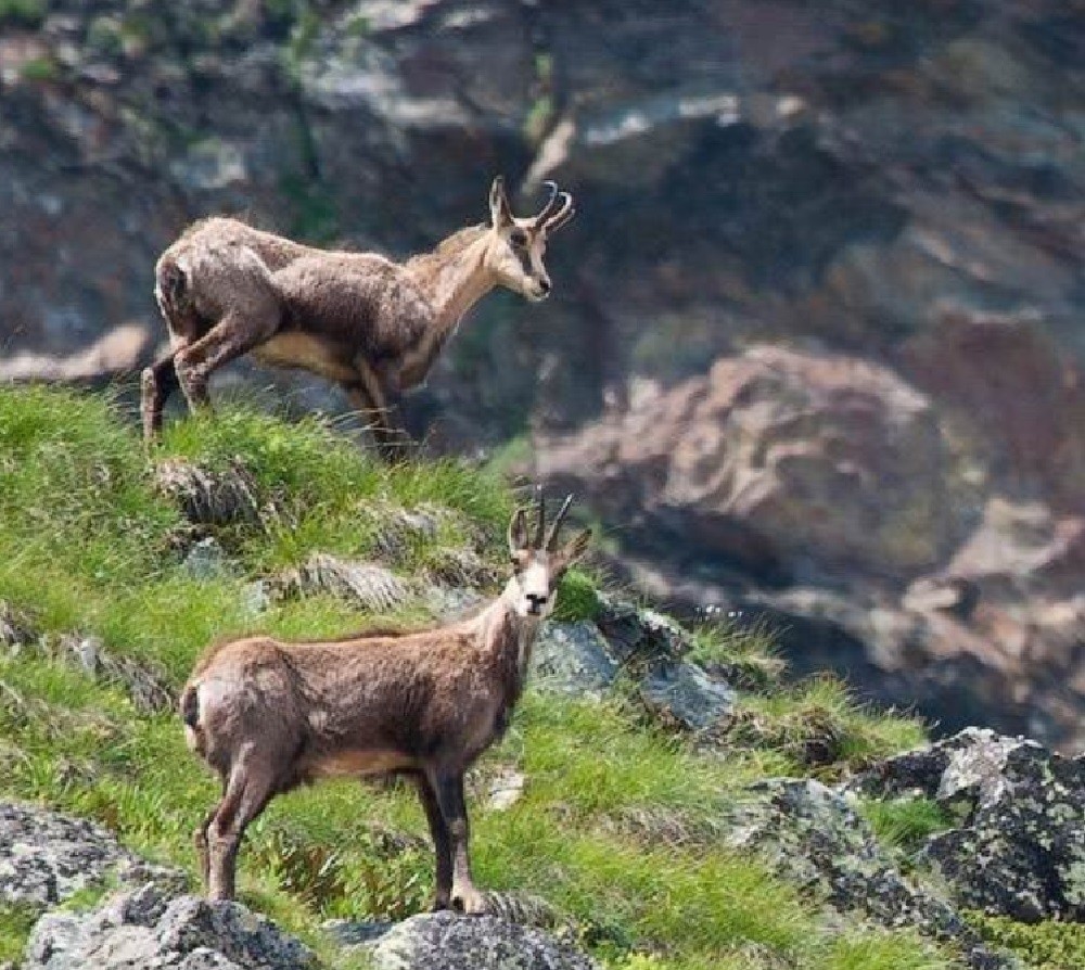 Распространение и места обитания серны