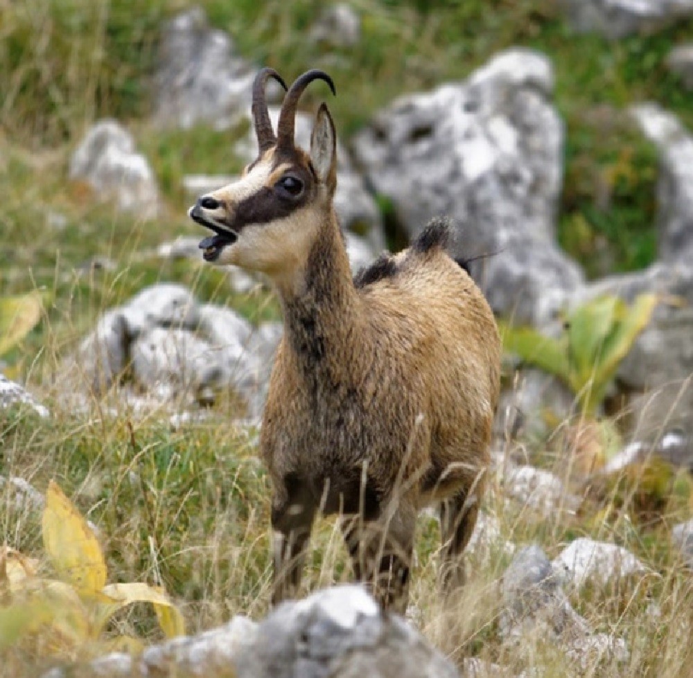 Что едят серны