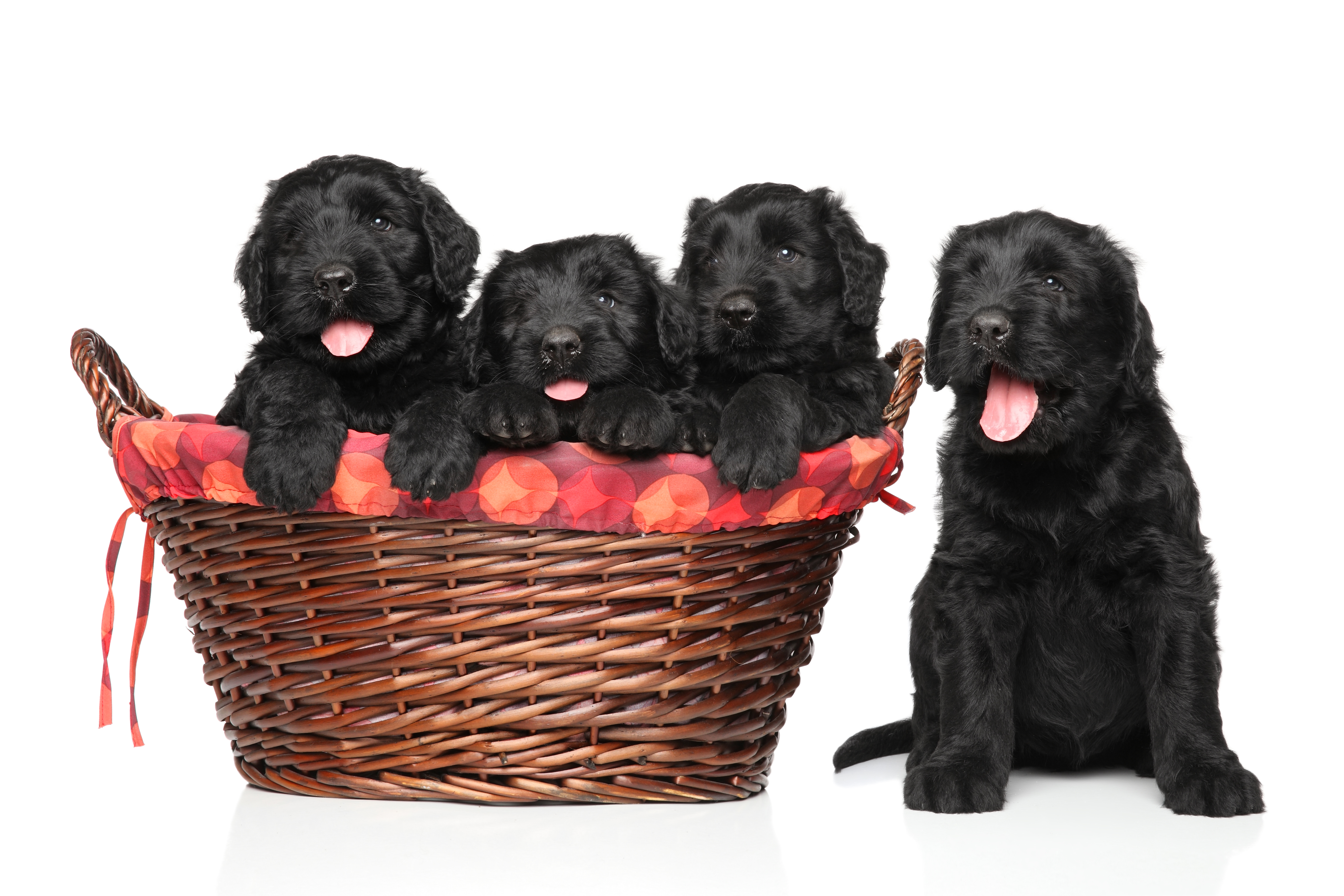 Щенки черного русского терьера (РЧТ)