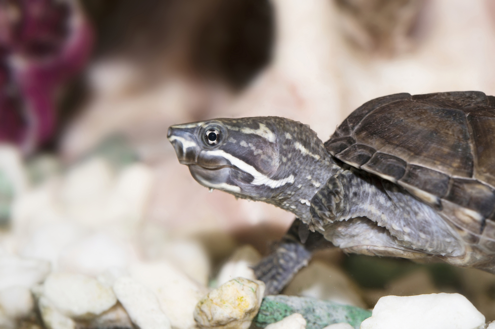 Мускусная обыкновенная черепаха: содержание, описание, питание и размножение