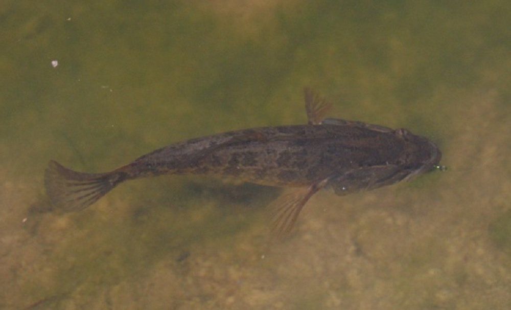 Где живет ротан