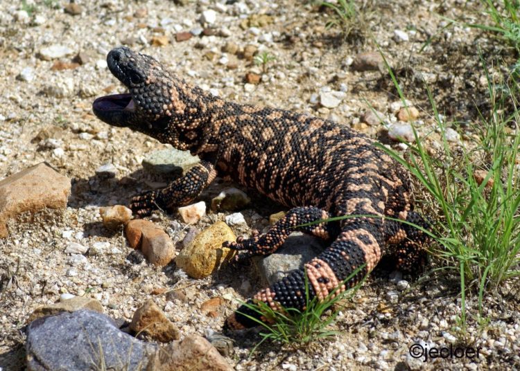 Ящерица во «всеоружии»: ядозуб
