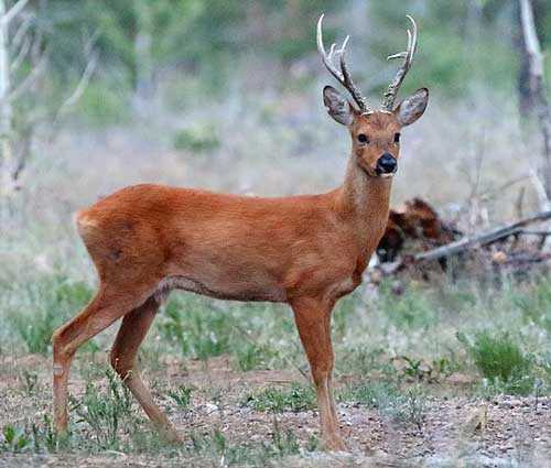 Животные, занесенные в Красную книгу Красноярского края - названия, описание