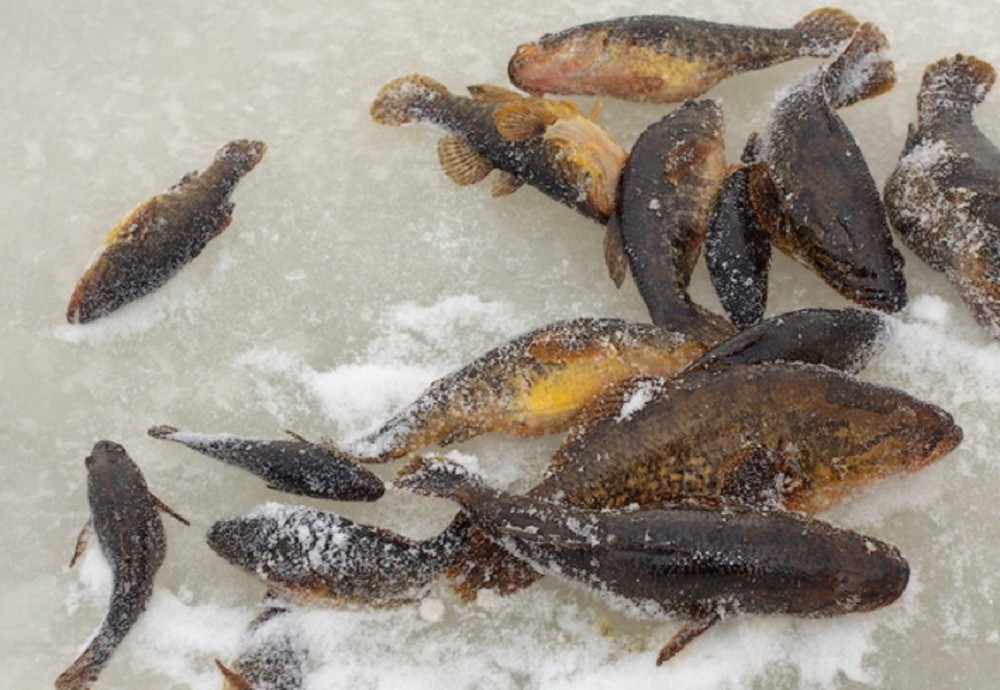 Ловить ротана в разное время года