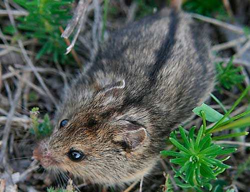 Животные, занесенные в Красную книгу Красноярского края - названия, описание