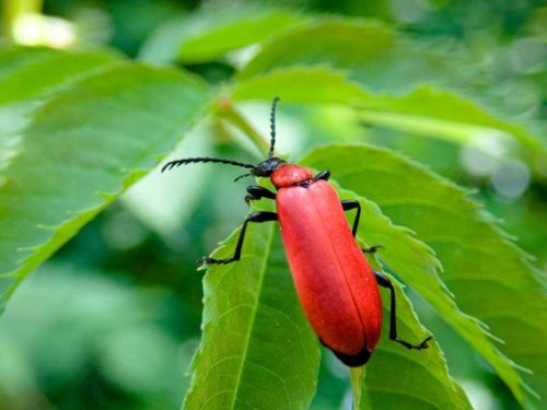 Животные, занесенные в Красную книгу Красноярского края - названия, описание
