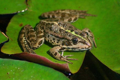 Животные, занесенные в Красную книгу Красноярского края - названия, описание