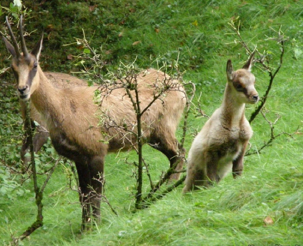 Размножение и потомство серны
