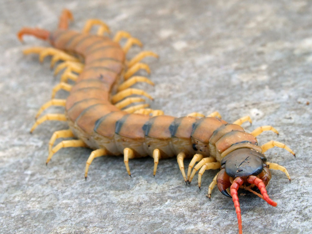 Кольчатая многоножка (Scolopendra cingulata)