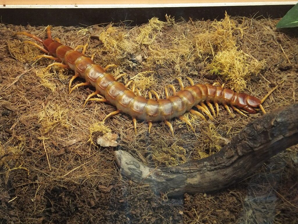 Гигантская многоножка (Scolopendra gigantea)