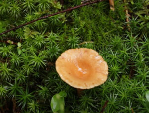 Африканские улитки Ахатина - содержание, питание и уход в домашних условиях