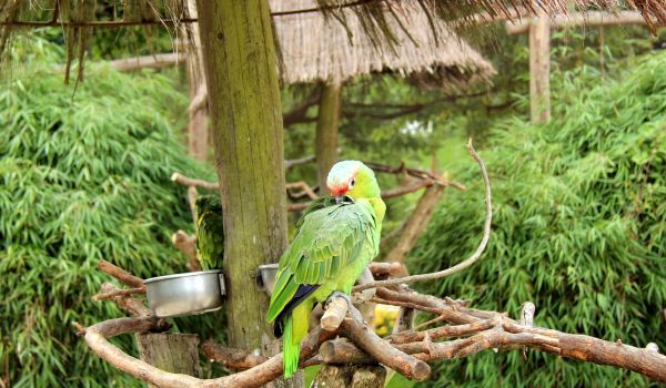Фото: Александрийский попугай