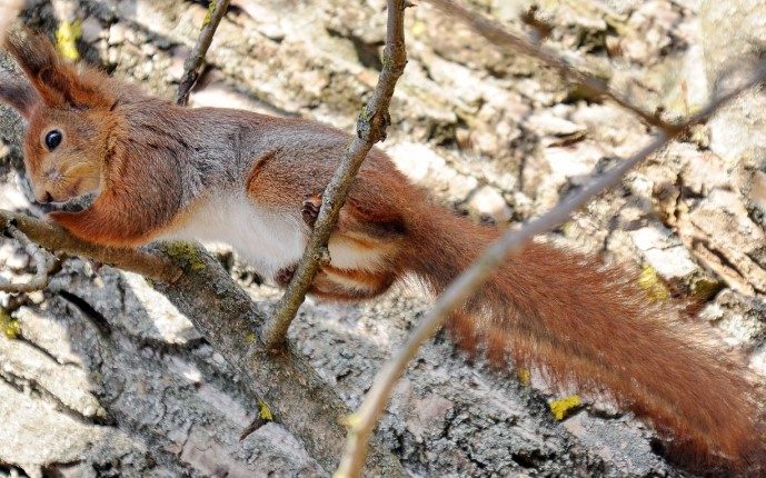 Грызуны: список видов с названиями