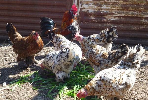 Бентамка-курица-Описание-особенности-виды-уход-и-содержание-бентамок-15