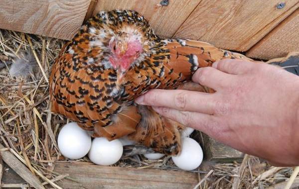 Бентамка-курица-Описание-особенности-виды-уход-и-содержание-бентамок-16