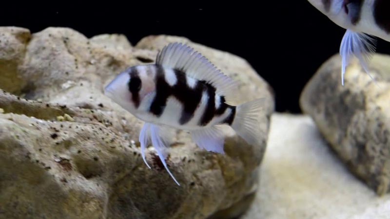 Черная вдова