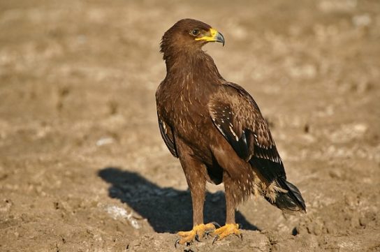 Животные и растения Алтайского края, занесенные в Красную книгу