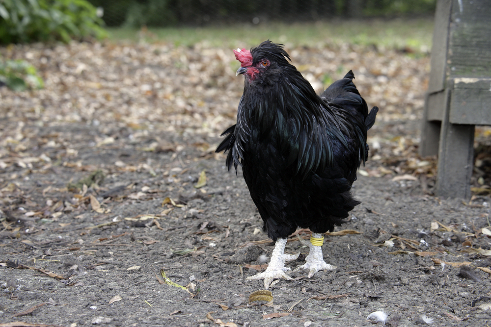 черный араукана