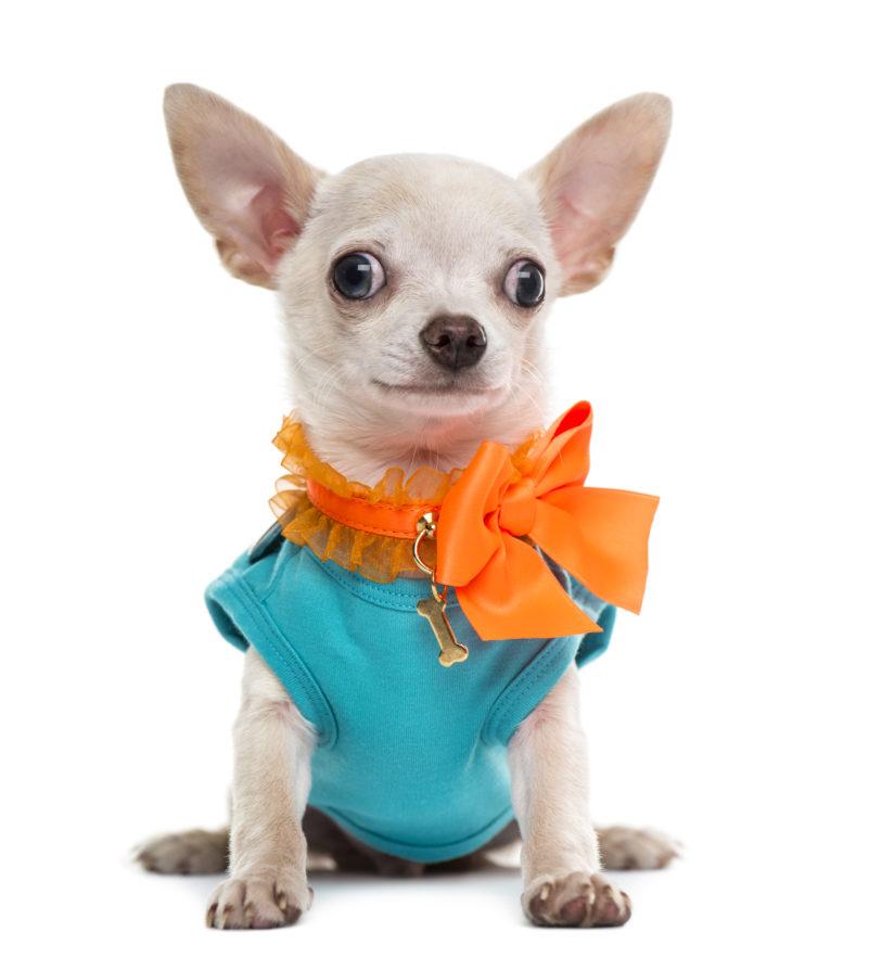 Чихуахуа в одежде