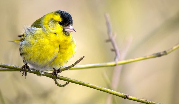 Фото: чиж птица