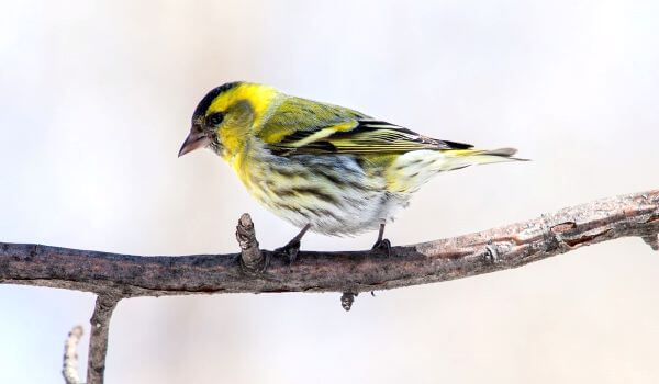 Фото: Чиж в городе