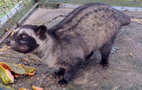 Циветта-животное-Описание-особенности-виды-образ-жизни-и-среда-обитания-циветты-21