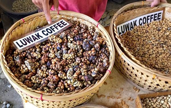 Циветта-животное-Описание-особенности-виды-образ-жизни-и-среда-обитания-циветты-22