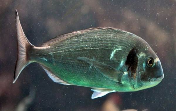 Дорадо-рыба-Описание-особенности-виды-образ-жизни-и-среда-обитания-дорадо-8