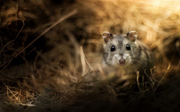 Грызуны: список видов с названиями