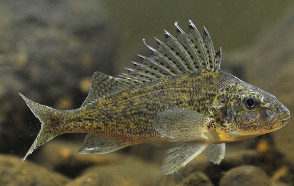 Ерш-рыба-Описание-особенности-виды-образ жизни-и-среда обитания-ерш-10