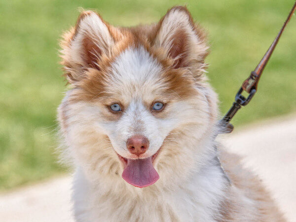 одиннадцать