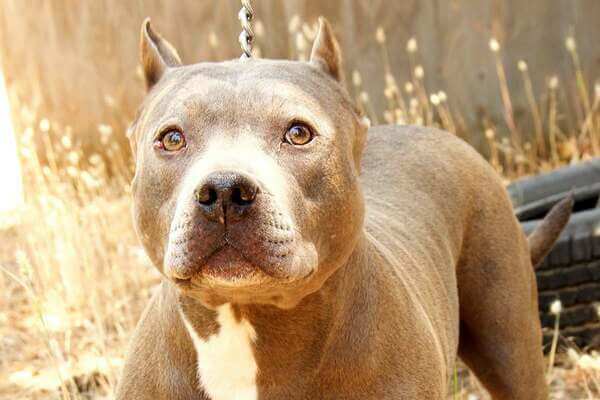 одиннадцать