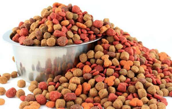 Миниатюрный бультерьер: описание породы и как выглядит карликовый мини питомец