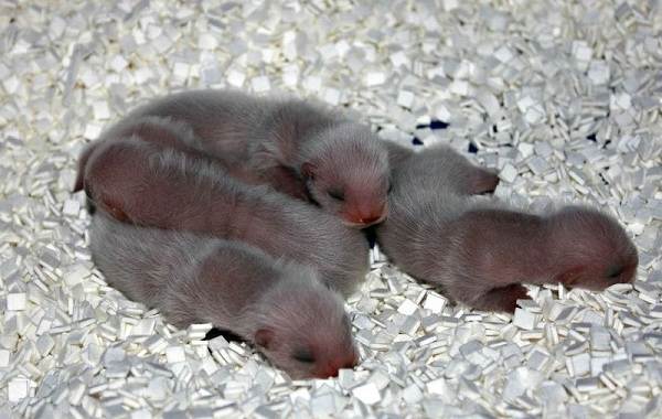 Фретка-хорёк-Описание-особенности-виды-образ-жизни-уход-и-содержание-фретки-13