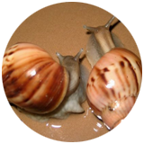 fulika-hemeli-1678337