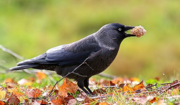 Фото: Галка