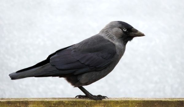 Фото: Большая галка